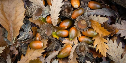 LA BELLOTA: EL SUPERALIMENTO DE LA DEHESA IBÉRICA