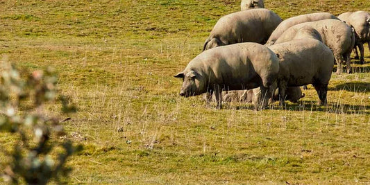 LA MONTANERA: EL BANQUETE NATURAL DE NUESTROS COCHINOS IBÉRICOS