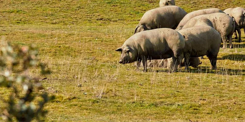 LA MONTANERA: EL BANQUETE NATURAL DE NUESTROS COCHINOS IBÉRICOS