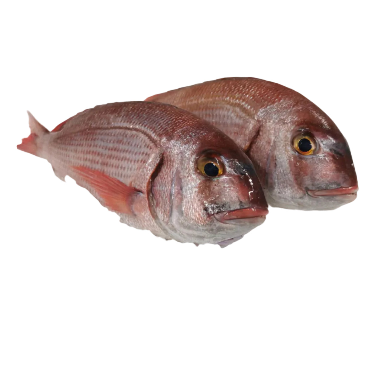 Pargo entero fresco